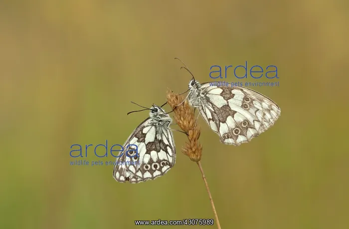 : Marbled White : Marbled White
