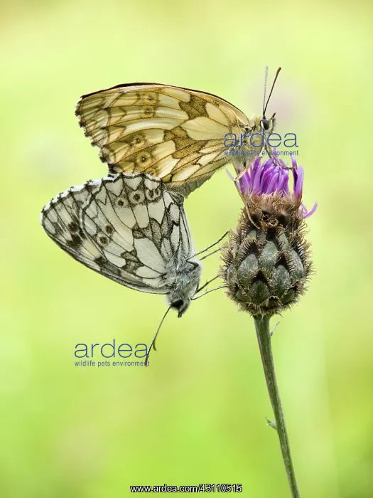 : Marbled White : Marbled White