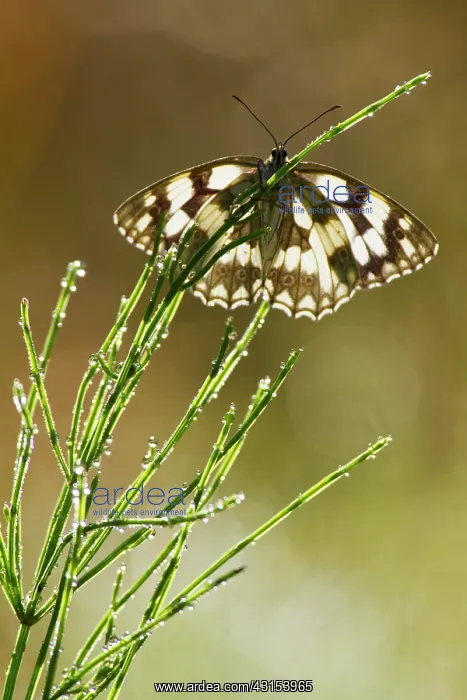 : Marbled White : Marbled White