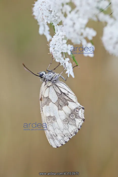 : Marbled White : Marbled White