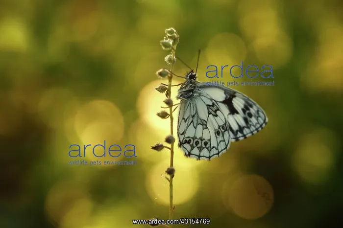 : Marbled White : Marbled White