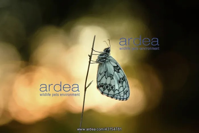 : Marbled White : Marbled White