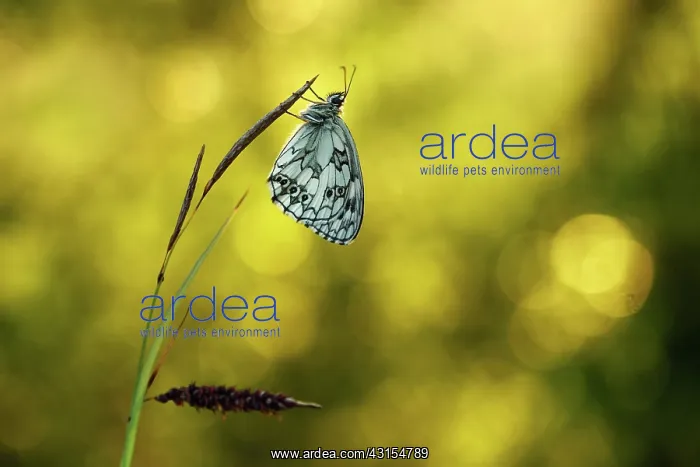  : Marbled White