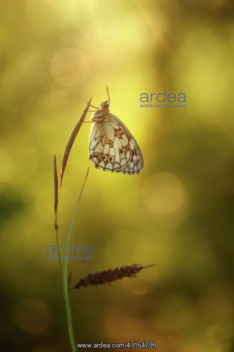 : Marbled White : Marbled White