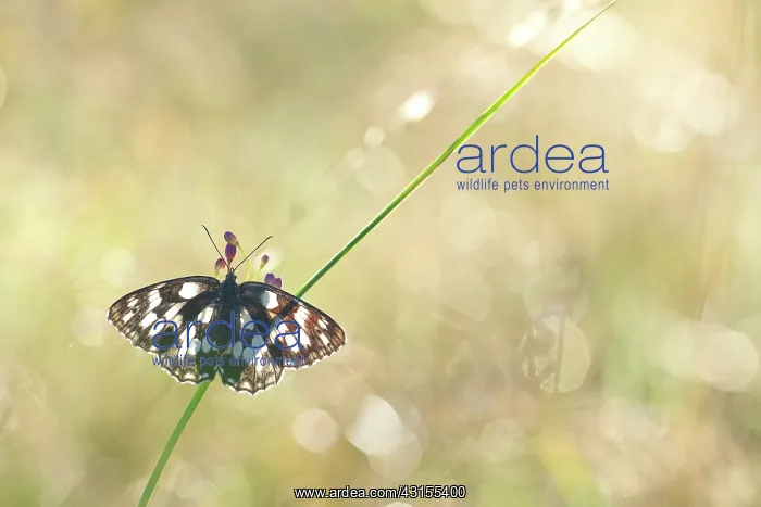 : Marbled White : Marbled White