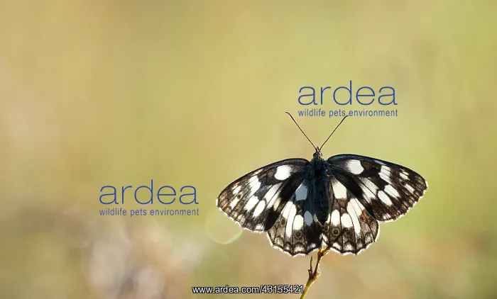  : Marbled White