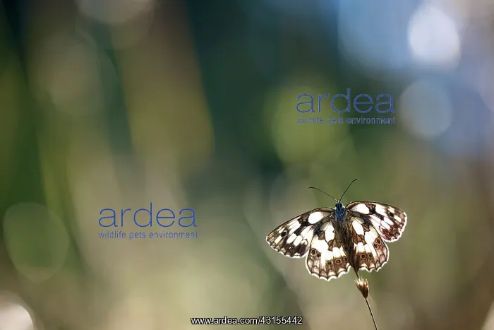 : Marbled White : Marbled White