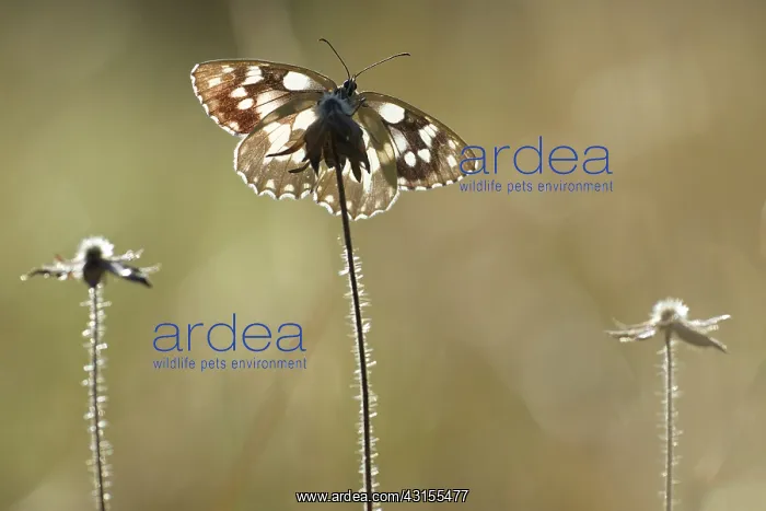 : Marbled White : Marbled White