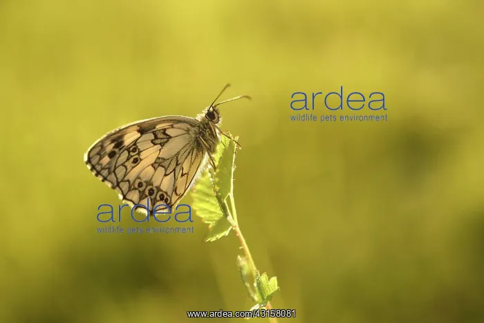 : Marbled White : Marbled White