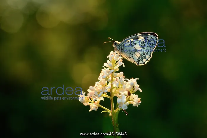 : Marbled White : Marbled White