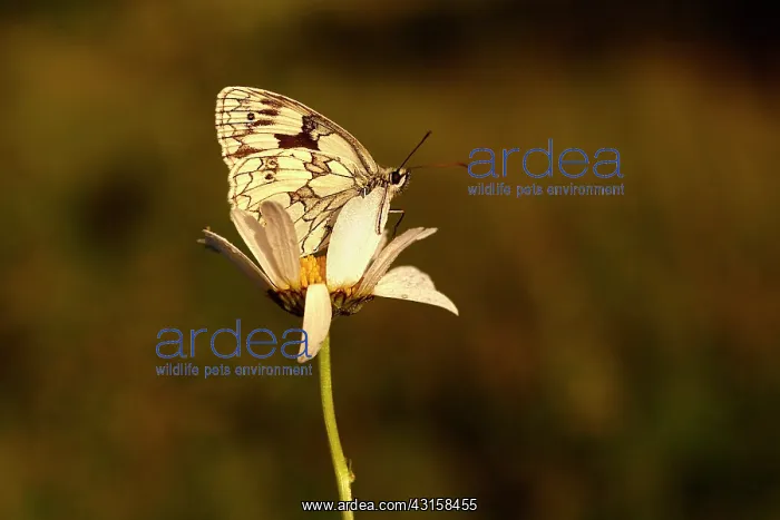 : Marbled White : Marbled White