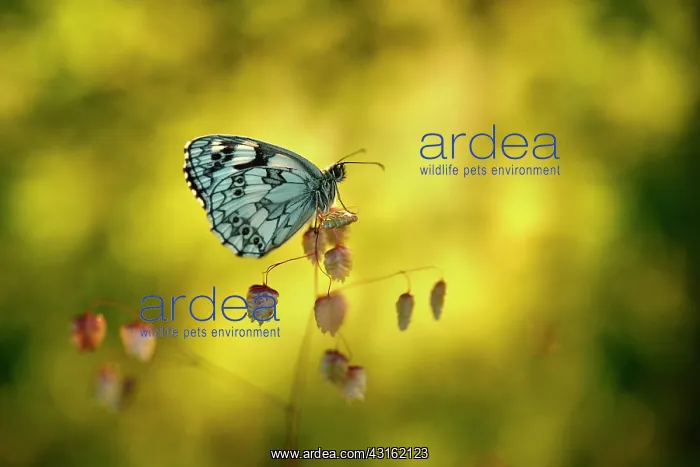 : Marbled White : Marbled White