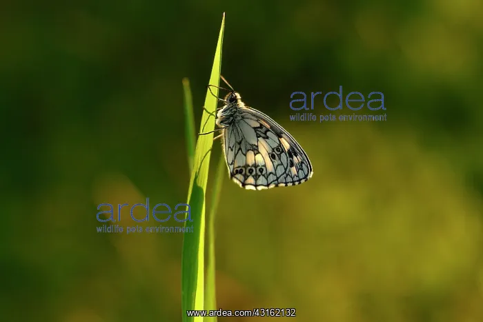 : Marbled White : Marbled White