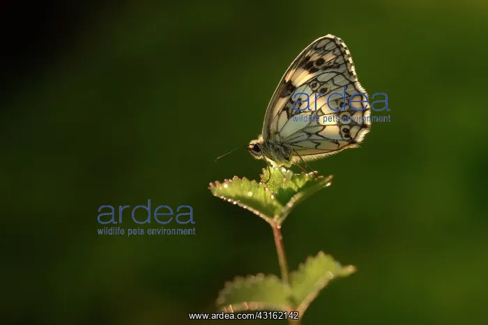: Marbled White : Marbled White