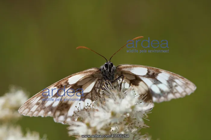 : Marbled White : Marbled White