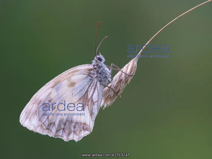 : Marbled White : Marbled White