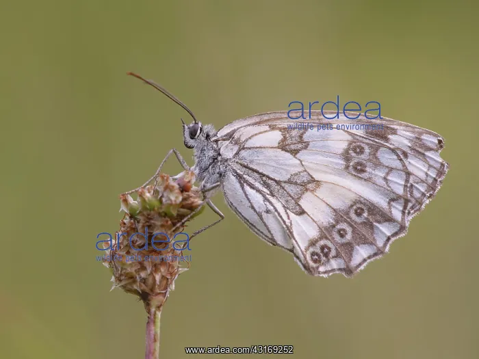 : Marbled White : Marbled White