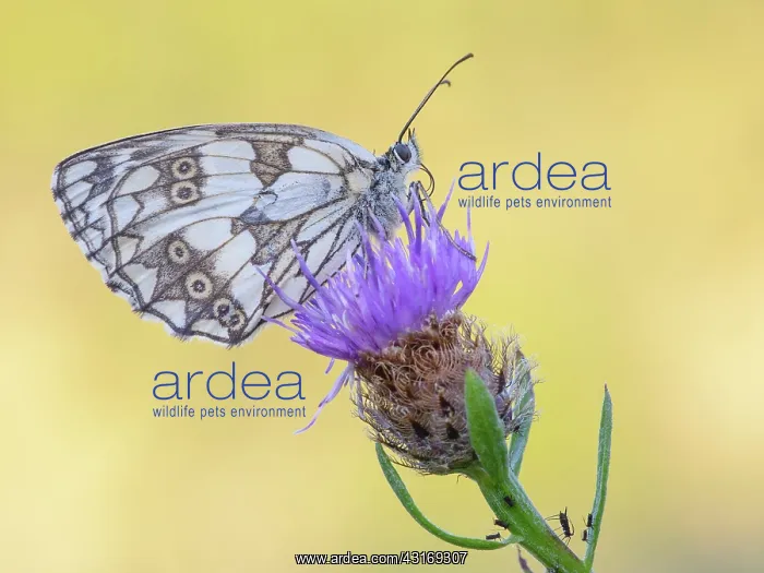  : Marbled White