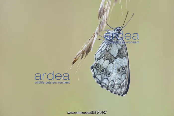 : Marbled White : Marbled White