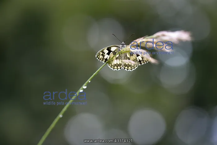 : Marbled White : Marbled White