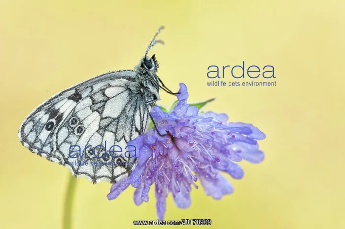 : Marbled White : Marbled White