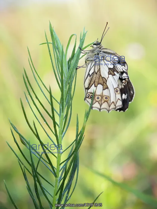 : Marbled White : Marbled White