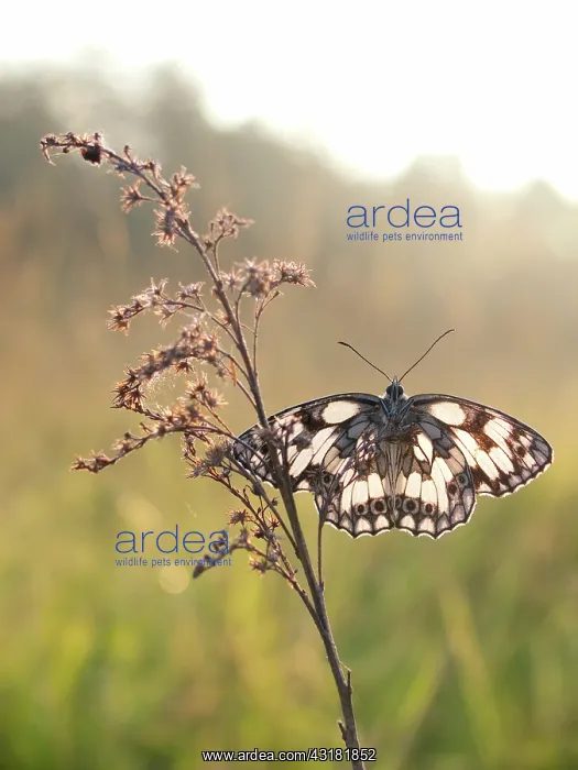 : Marbled White : Marbled White