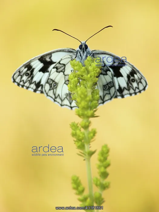 : Marbled White : Marbled White