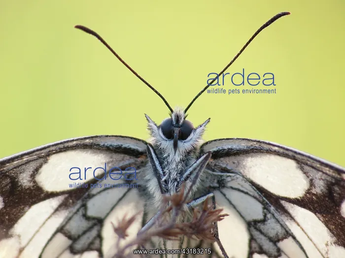 : Marbled White : Marbled White