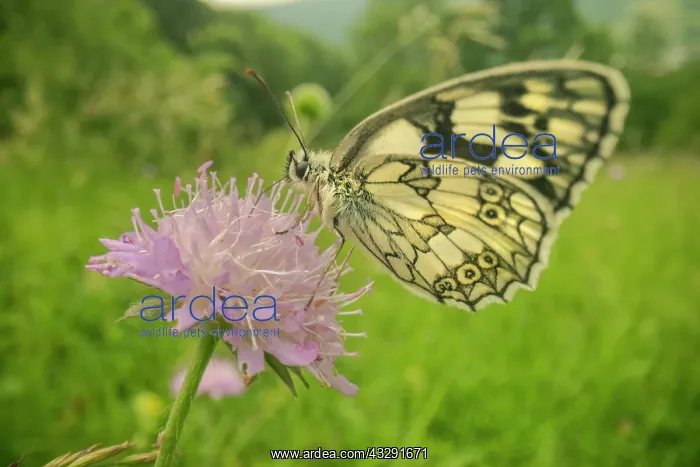 : Marbled White - adult marbled white butterfly gathering nect : Marbled White - adult marbled white butterfly gathering nect
