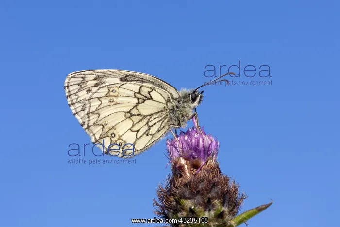 : Marbled White Butterfly - Cornwall - UK : Marbled White Butterfly - Cornwall - UK