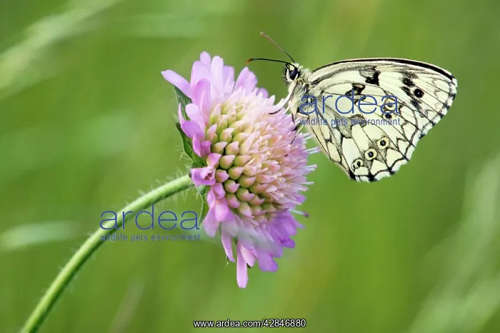 : Marbled White Butterfly - on flower : Marbled White Butterfly - on flower