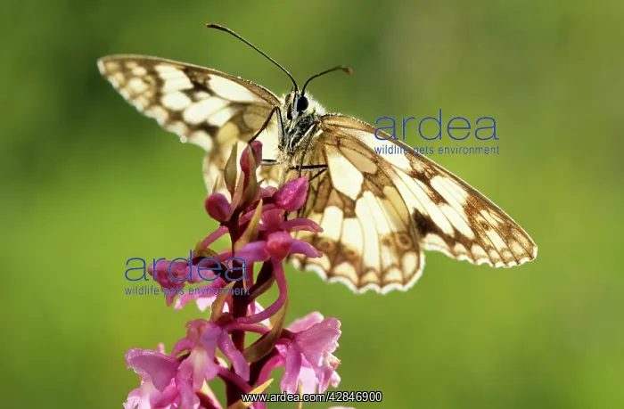 : Marbled White Butterfly - on flower : Marbled White Butterfly - on flower