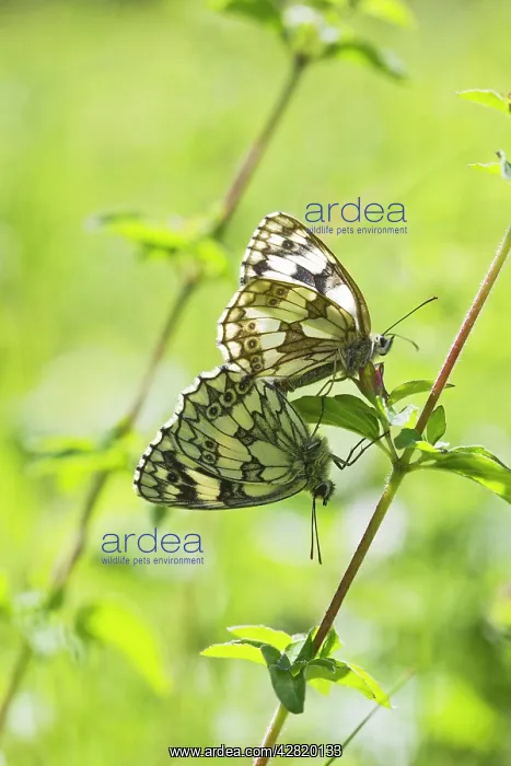: Marbled White Butterfly - pair mating : Marbled White Butterfly - pair mating