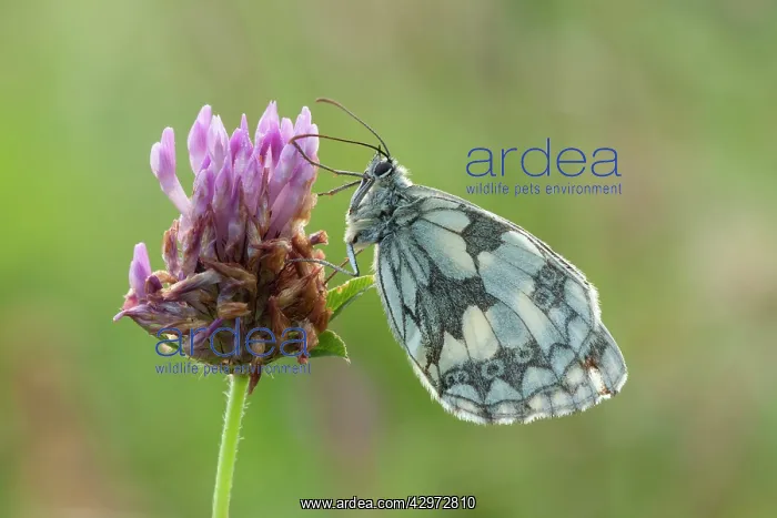 : Marbled White Butterfly - resting on red clover : Marbled White Butterfly - resting on red clover