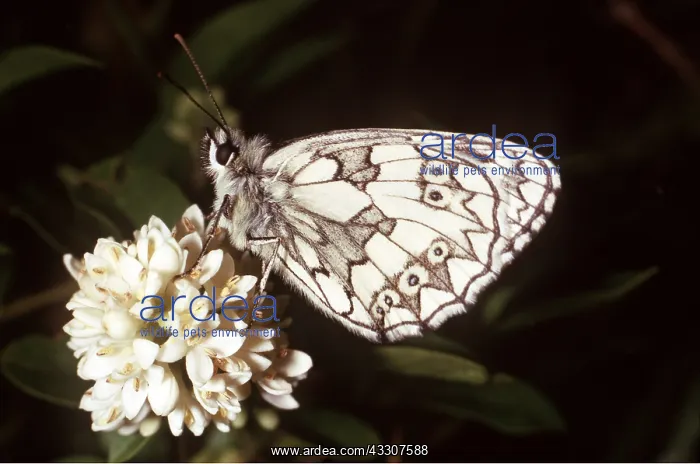 : Marbled white BUTTERFLY - side view : Marbled white BUTTERFLY - side view