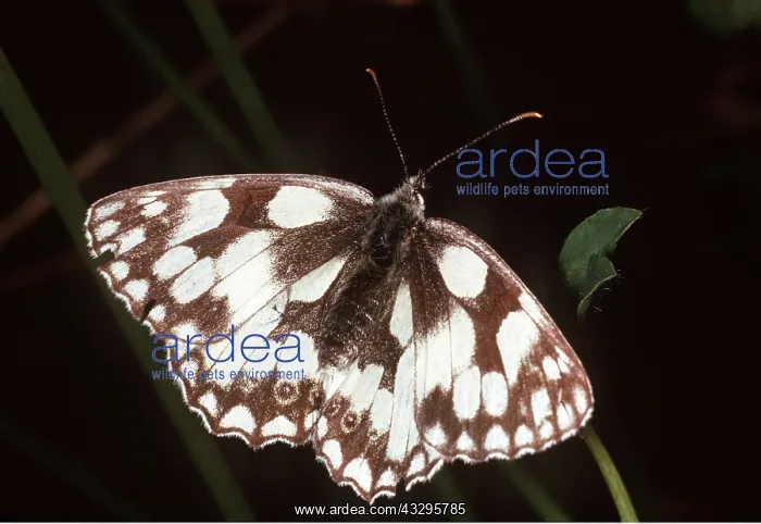 : Marbled white BUTTERFLY - with wings open : Marbled white BUTTERFLY - with wings open