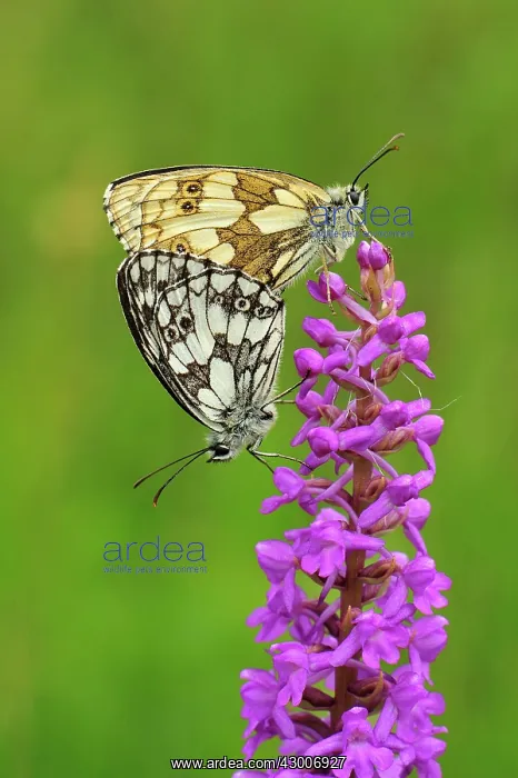 : Marbled White mating : Marbled White mating