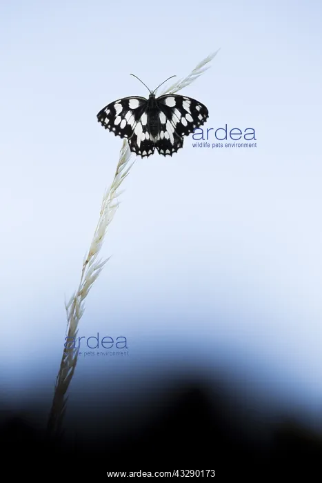 : Marbled White (Melanargia galathea) during the : Marbled White (Melanargia galathea) during the