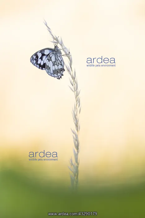 : Marbled White (Melanargia galathea) during the : Marbled White (Melanargia galathea) during the