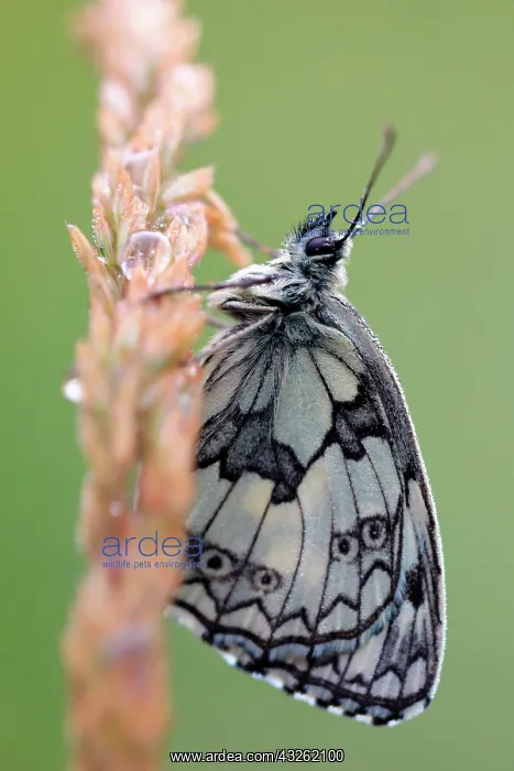 : Marbled white (Melanargia galathea), butterfly : Marbled white (Melanargia galathea), butterfly
