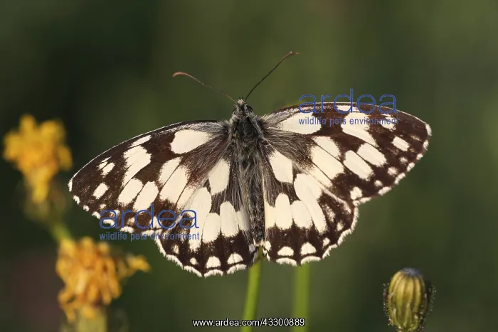 : Marbled White (Melanargia galathea) butterfly r : Marbled White (Melanargia galathea) butterfly r