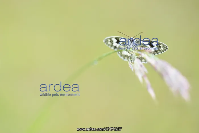  : Grass. Marbled White (Melanargia galathea) male warming up on grass
