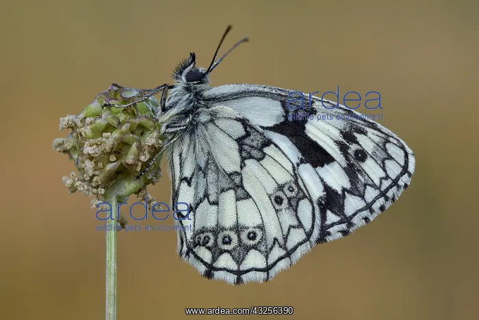 : Marbled White (Melanargia galathea) resting, En : Marbled White (Melanargia galathea) resting, En