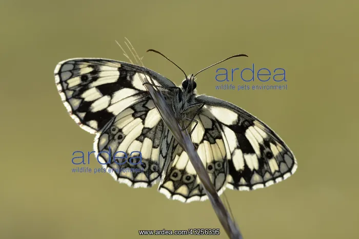: Marbled White (Melanargia galathea) resting, En : Marbled White (Melanargia galathea) resting, En