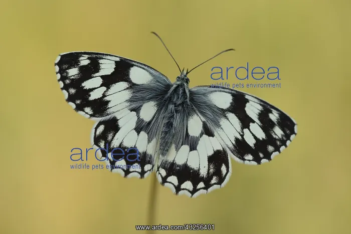 : Marbled White (Melanargia galathea) resting, En : Marbled White (Melanargia galathea) resting, En