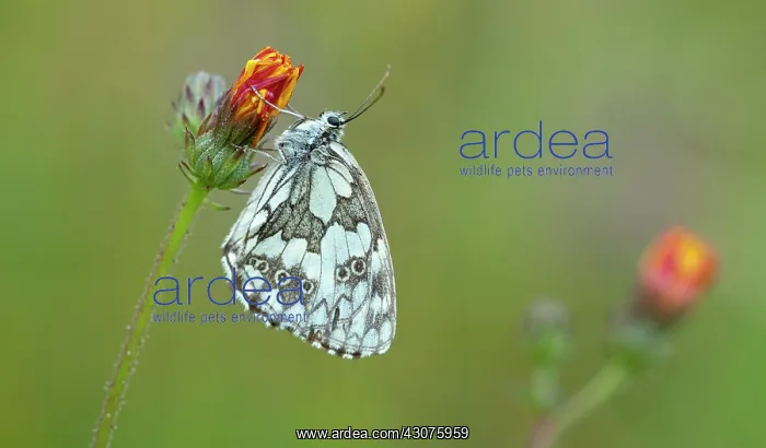 : Aster. Marbled White (Melanargia galathea) resting on unidentified flower (Asteraceae) : Aster. Marbled White (Melanargia galathea) resting on unidentified flower (Asteraceae)