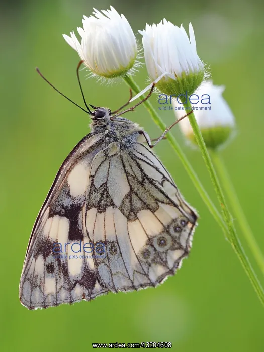 : Marbled white (Melanargia galathea), Solms, Hesse : Marbled white (Melanargia galathea), Solms, Hesse