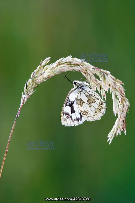 : Marbled white - resting on grass wings closed : Marbled white - resting on grass wings closed