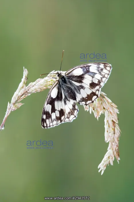 : Marbled white - resting on grass wings open : Marbled white - resting on grass wings open